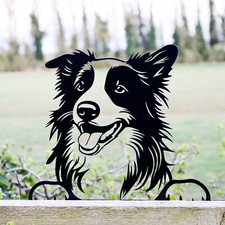 Peeking Border Collie Fence