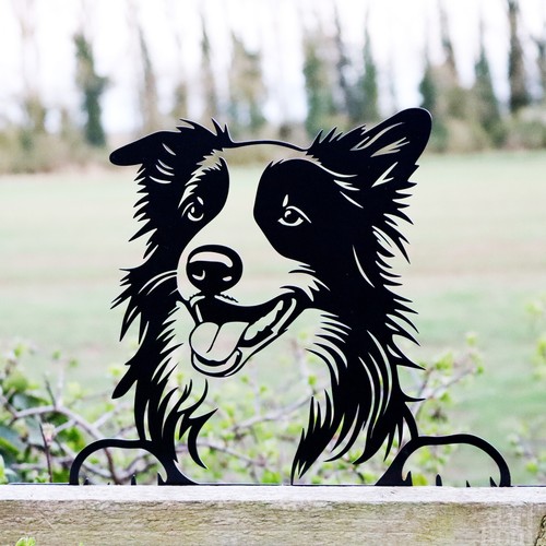 Peeking border collie fence - border,