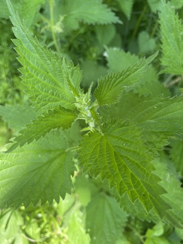200g freshly foraged stinging - foraged,