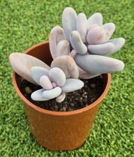 Sedum 'Craigii' - Beautiful