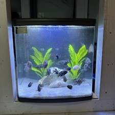 Love Fish 94L Aquarium – Full Set-Up with 1000LPH Tetra Filter