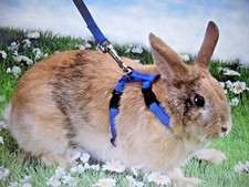 Rabbit - Cat, Small Animal Pet