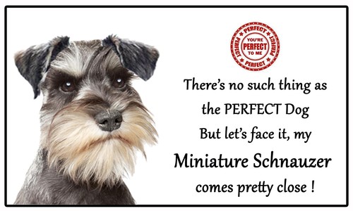 Miniature schnauzer dog - miniature,