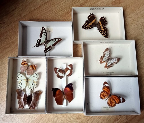 Butterfly selection in - (9,