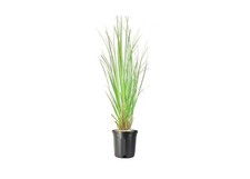 Pampas Grass | 1 Gallon |
