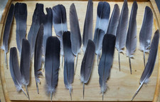 20 Different Size Natural Free Fallen Pigeon Feathers Black White Grey Craft G