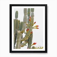 Tall cactus flowers - flowers, print