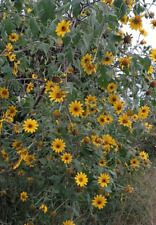 150 Mexican Sunflower Tree Seeds - Tithonia diversifolia - Sunflower