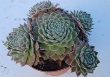 Sempervivum Winter Beauty