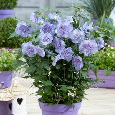 Flowering Shrub, Hibiscus Blue
