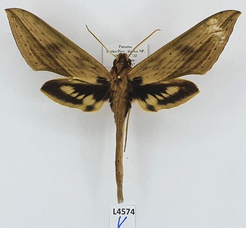 Sphingidae xylophanes anubus - xylophanes,