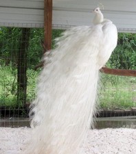 *5* Snow White Peacock Peafowl