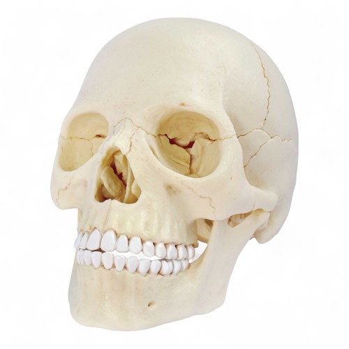 Human anatomy exploded skull - human,