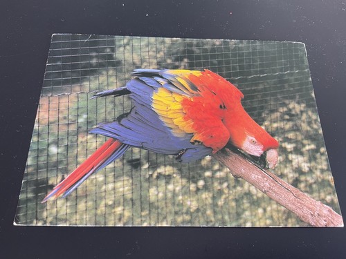 Scarlet macaw stagsden - macaw, at