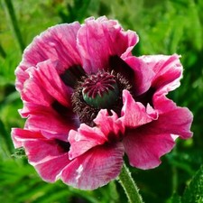 T&M Papaver Manhattan Garden