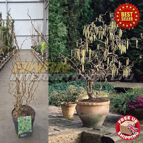 Twisted corkscrew hazel tree - corkscrew,