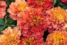 Flower - French Marigold - Strawberry Blonde - 20 Seeds