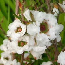 Tea Tree 'Snow Flurry'. 9cm