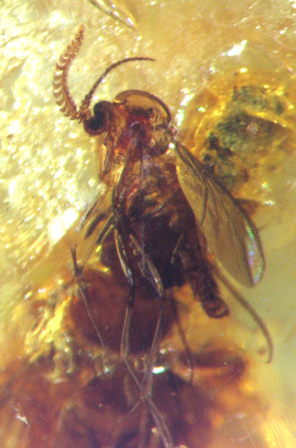 Pliocene amber kenya - pliocene,