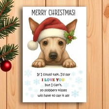 American hairless terrier - american,