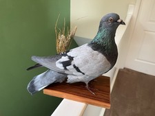 Taxidermy Pigeon This Is Not A Protected Species