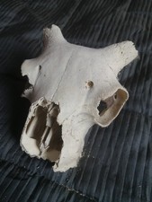 REAL SCOTTISH SHEEP SKULL 1 HALLOWEEN GOTH PROP DECOR ART TAXIDERMY SPOOKTOBER S