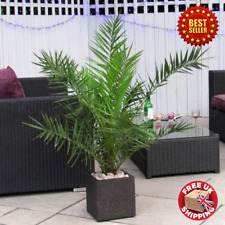 Pair of 3 - 4 ft Phoenix