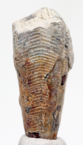 Conulariid fossil specimen - conulariid,