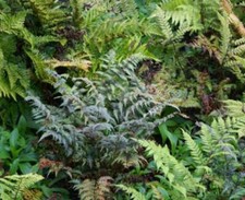 Hardy Ferns Mix Perennial Plug