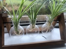 Spider Plant Cuttings/Spiderlings/Spider Plant babies. 10 In Pack.