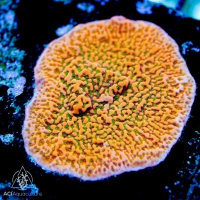 Aci cultured tropicana - aci,