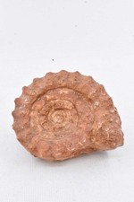 Ammonite fossil perisphinct - ammonite, fossil,