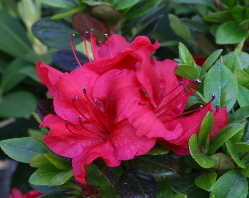 Evergreen azalea johanna - azalea,