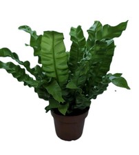 20cm Asplenium Nidus Crispy