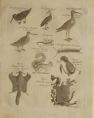 1797 original print sciurus - 1797,