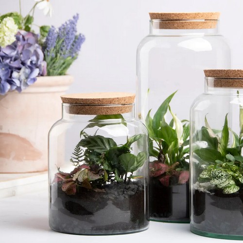 Half open glass terrarium - half,