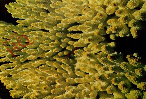 Picture postcard coral - picture, postcard>>coral
