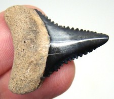 Stunning Great White Shark