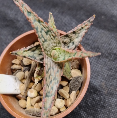 Succulent aloe pink - 'pink, blush'
