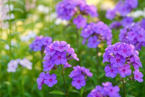 Phlox paniculata blue - paniculata, 'blue