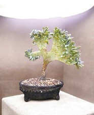 Small Crested Indoor Succulent