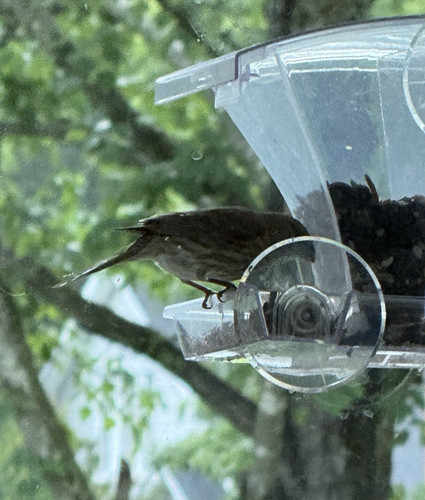 Window bird feeder waterproof - window,