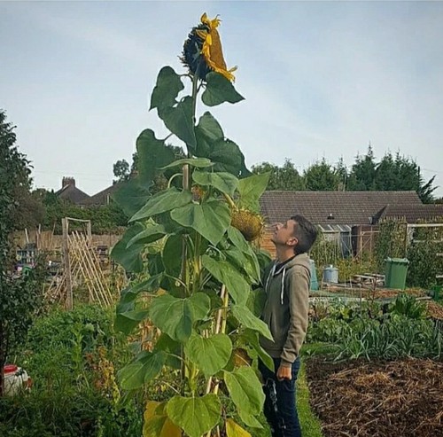 Huge giant sunflower seeds