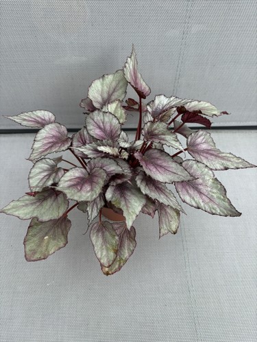 Begonia rex beleaf - beleaf, “māori