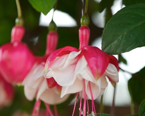 Fuchsia double plug - x,