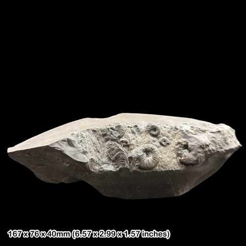 Eleganticeras fossil ammonite - eleganticeras,