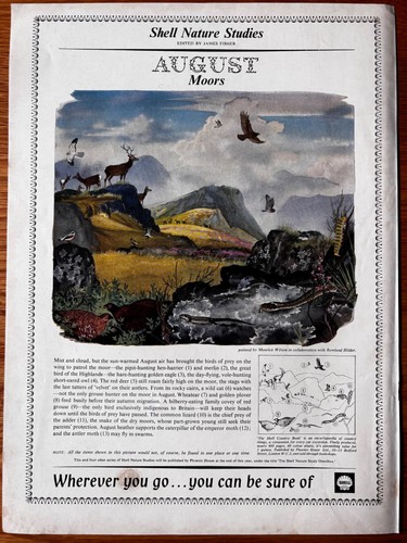 Art nature studies - 60’s,