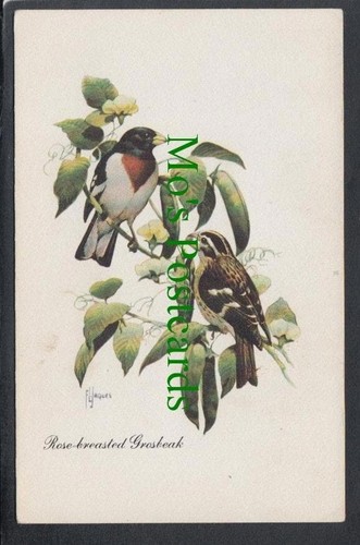 Birds postcard rose breasted - rose,