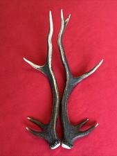 PAIR OF RED DEER ANTLERS,  509g. aprox.43cm.