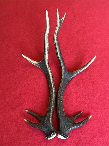 Pair red deer antlers - red,